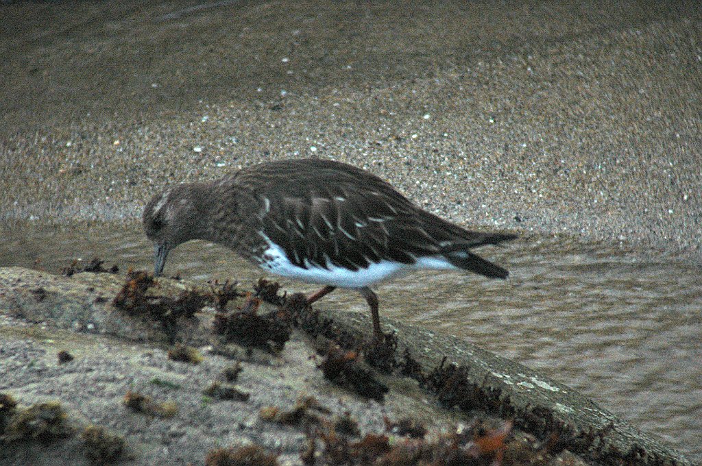 Turnstone, Black, 2006-02178120 Half Moon Bay, CA.jpg - Black Turnstone, Half Moon Bay, CA, 2-2006